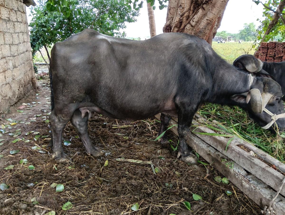 થંબનેલ 2