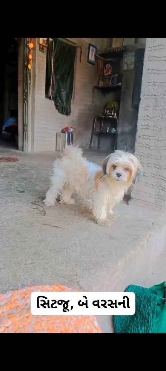 લેબ મેલ બે મહિનાનો,