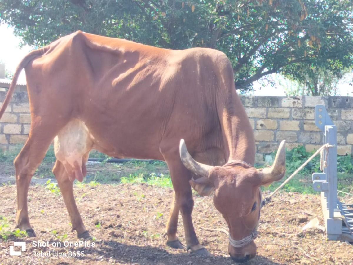 થંબનેલ 3