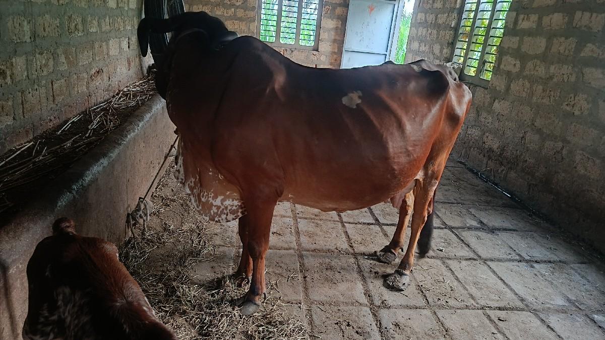 થંબનેલ 2