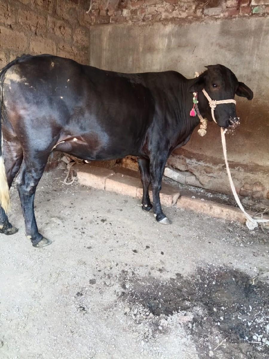 બે ગાયું વેચવાની છે