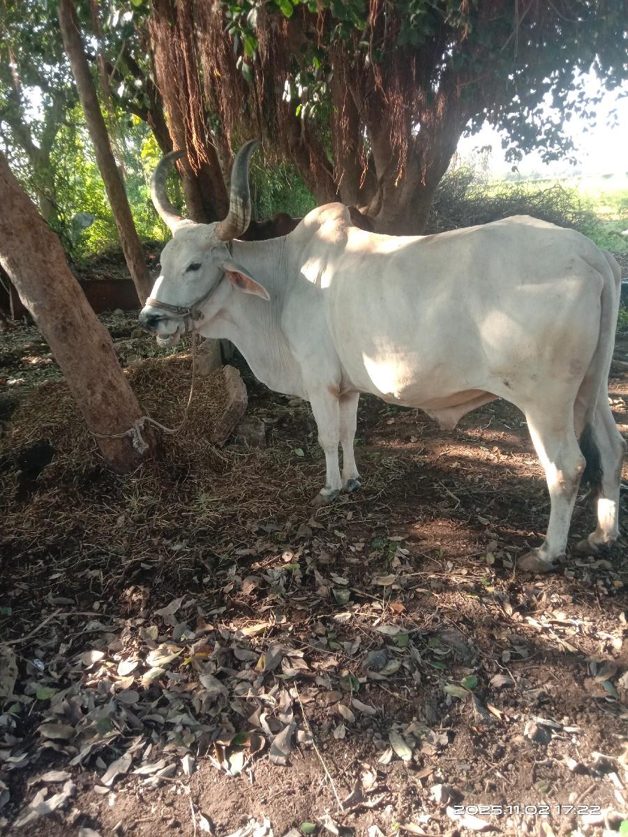 થંબનેલ 2