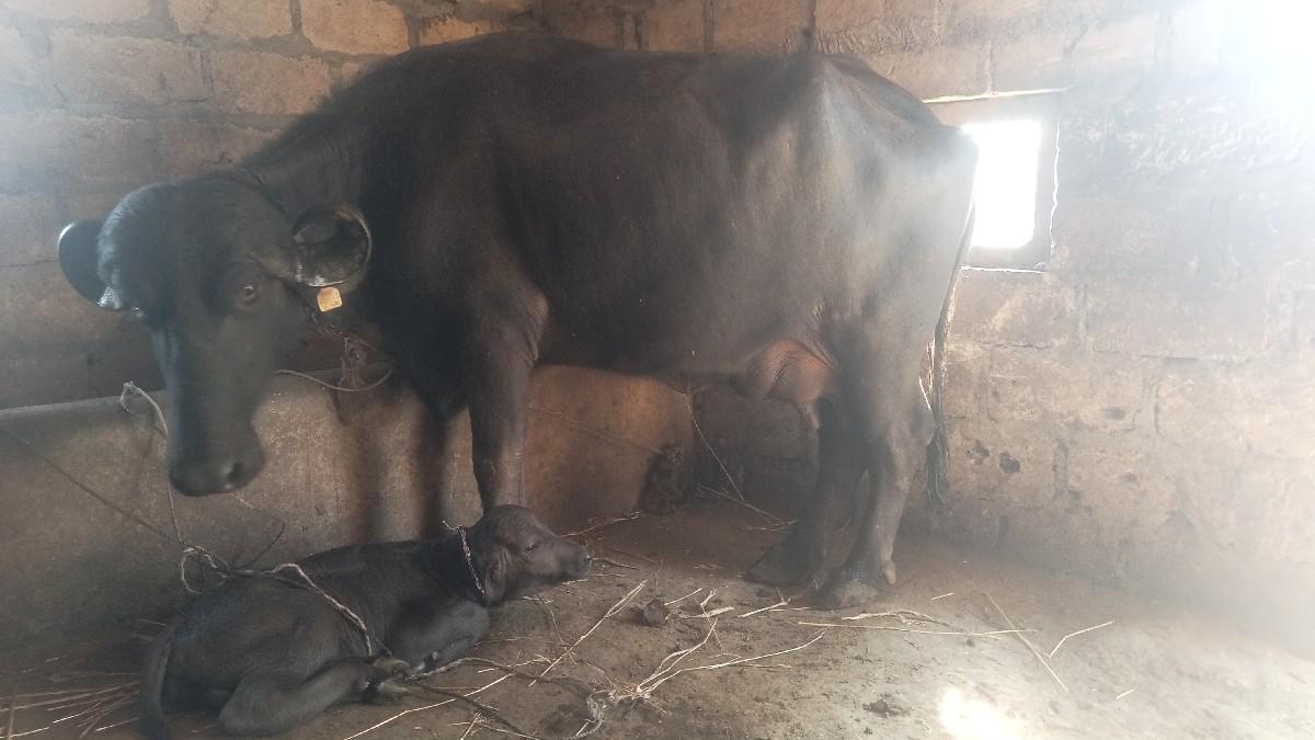 વેચવાની