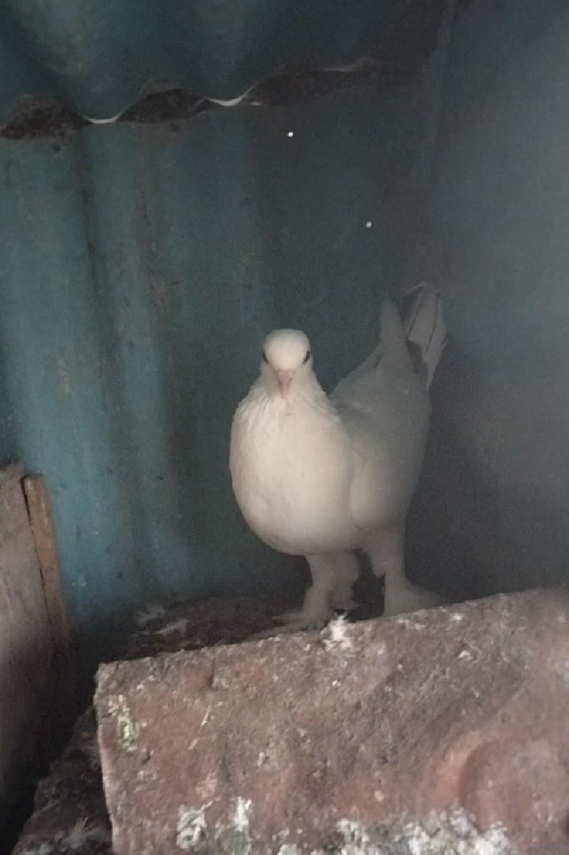 થંબનેલ 2