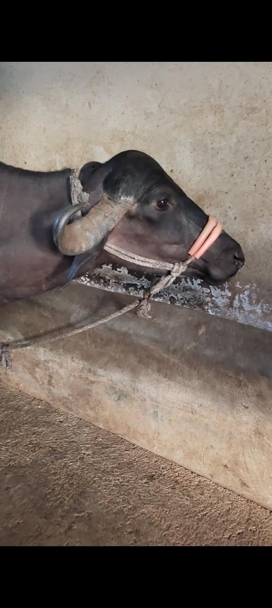 ભેંસ વેચવાની છે