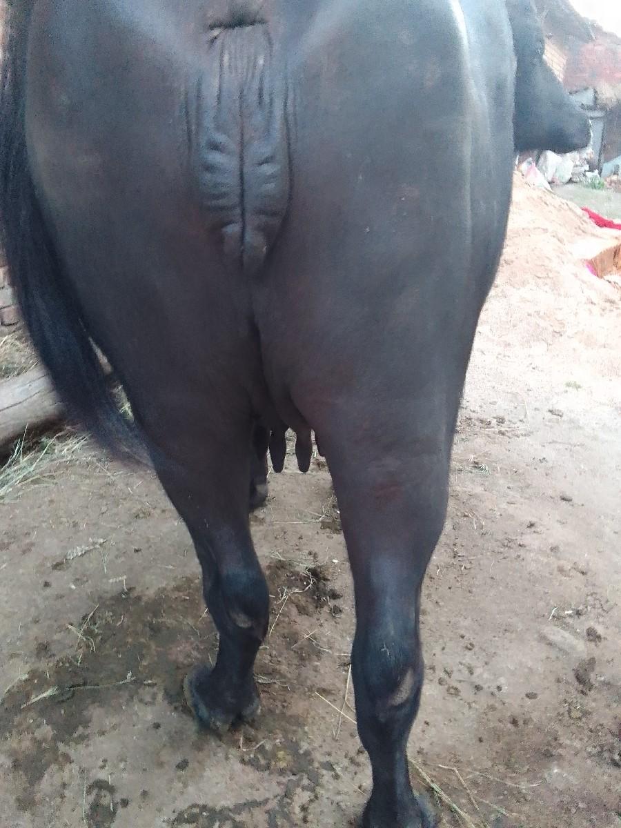 ભેંશ વેચવા ની છે.