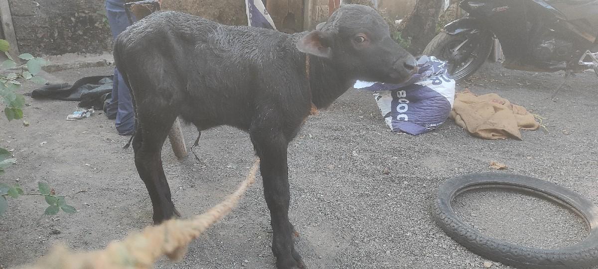 થંબનેલ 3