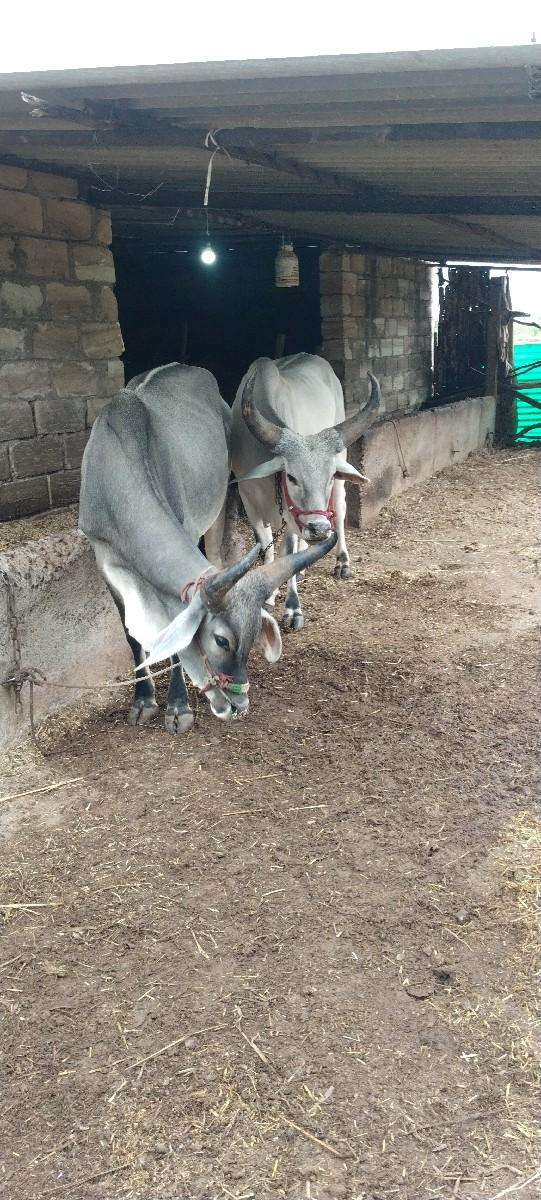 વાછરા વેચવા ના છે