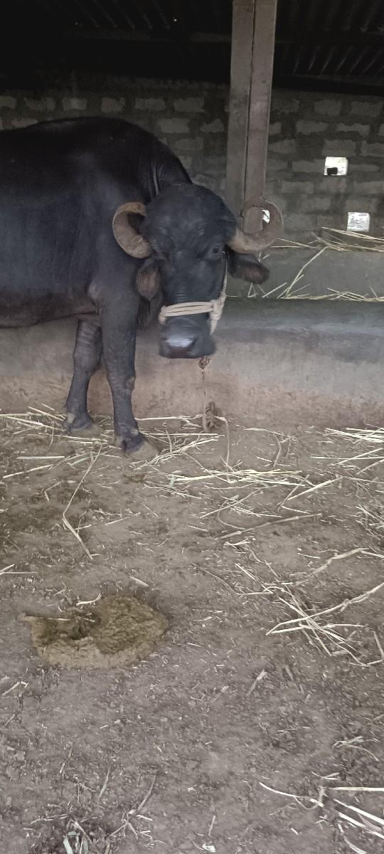 થંબનેલ 2