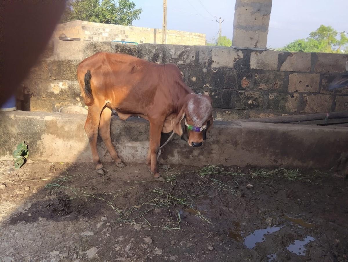 થંબનેલ 2