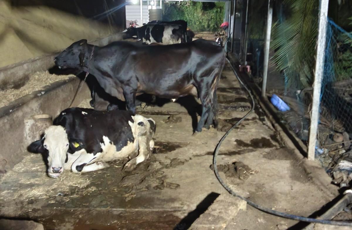 tabla mate govar ni jaroor se