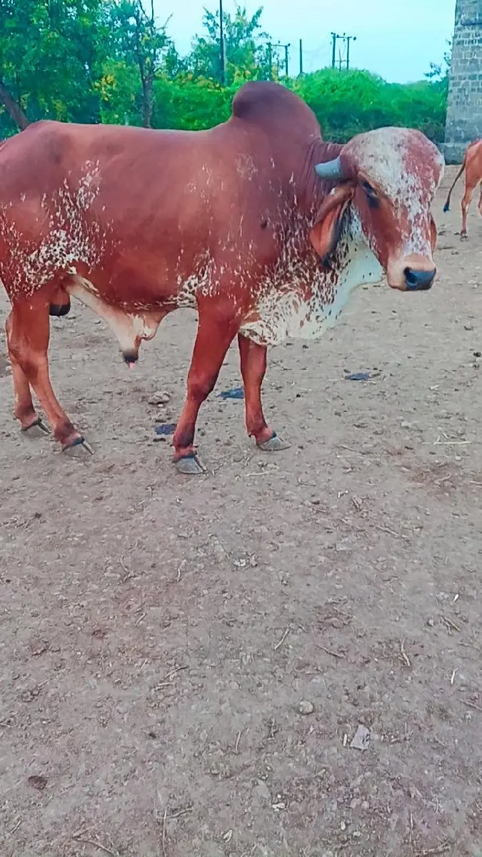 ગાય વેચવાની છે