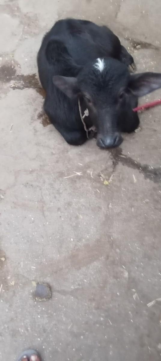 થંબનેલ 3