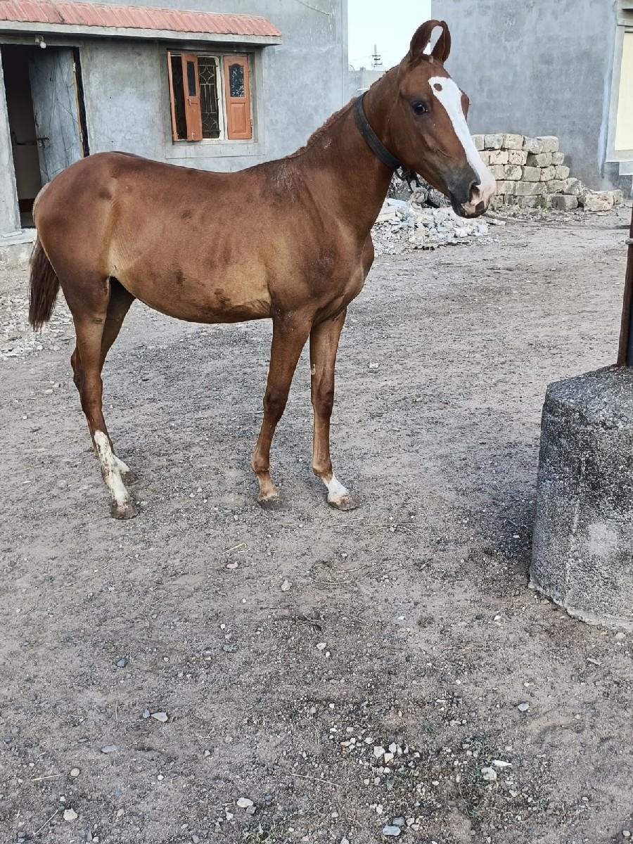 થંબનેલ 2