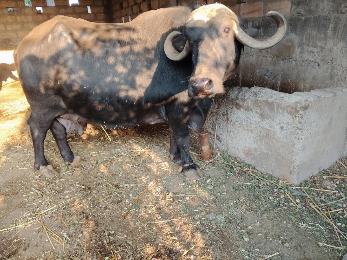 ભેંશ વેચવાની છે