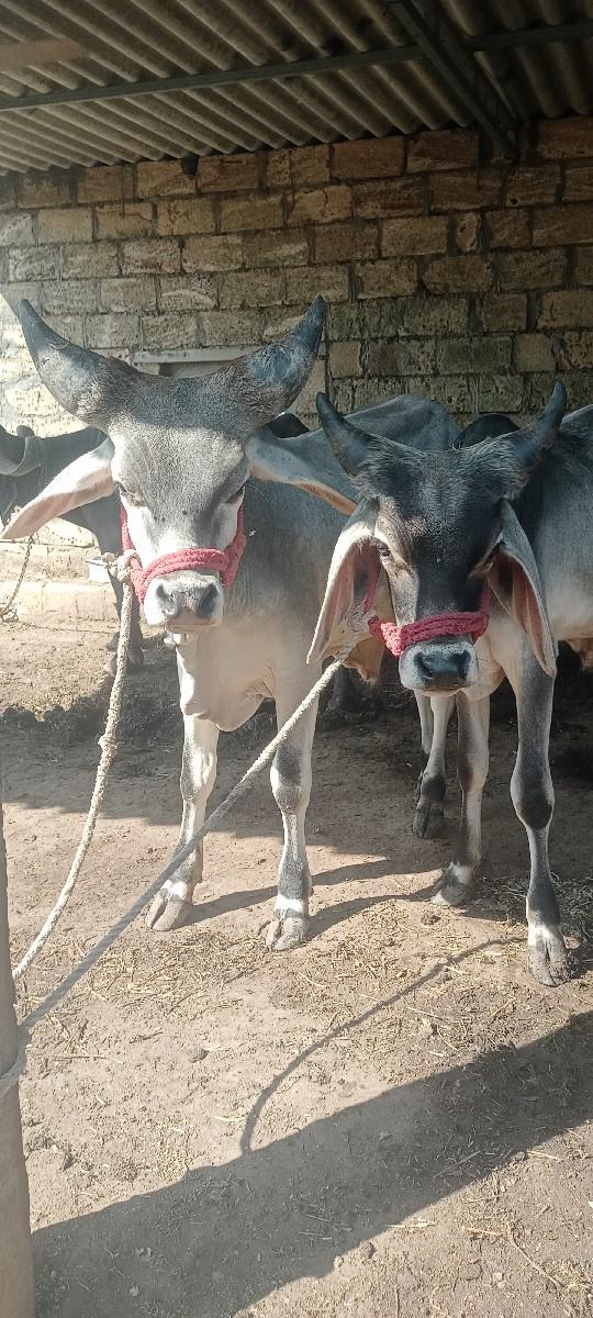 થંબનેલ 2