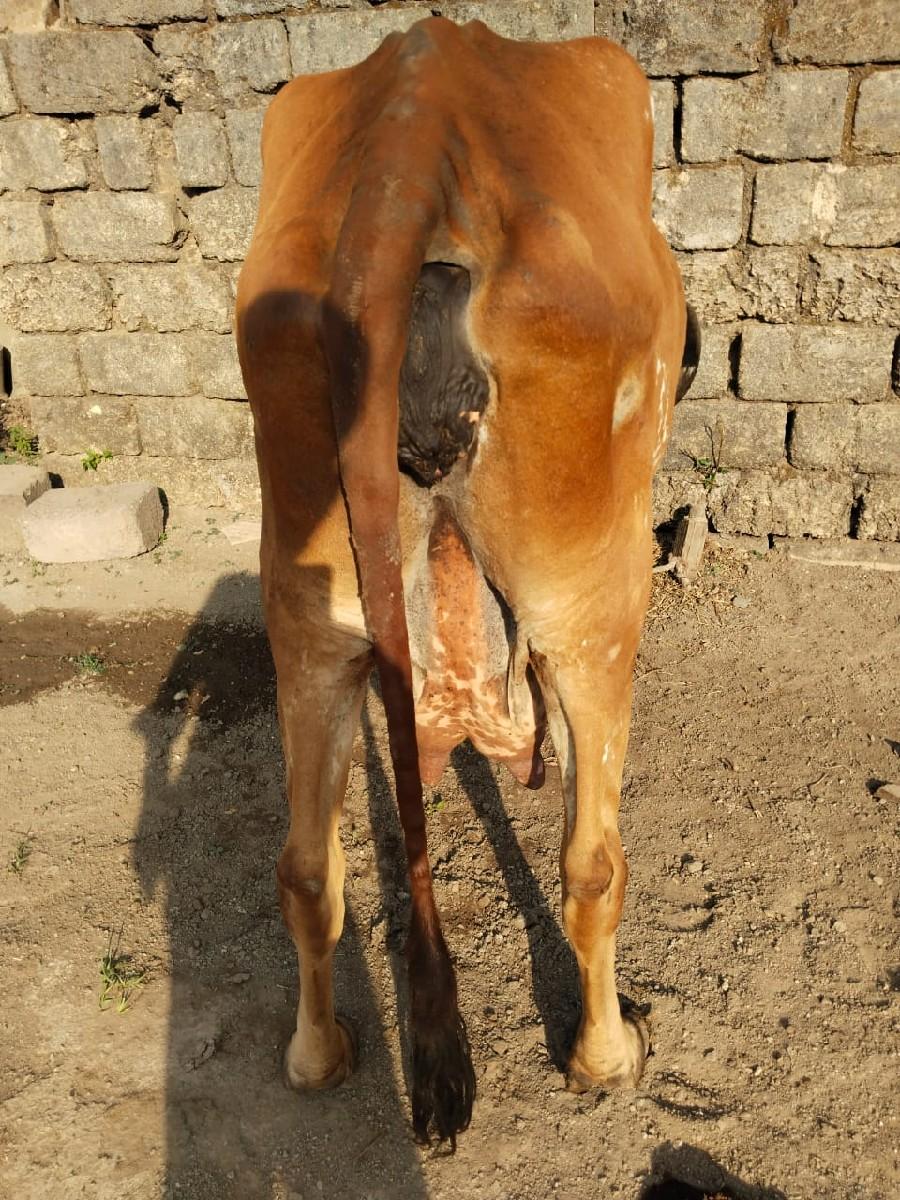 थंबनेल 3