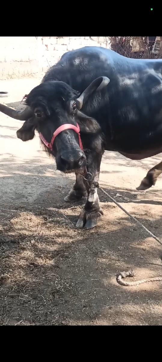 થંબનેલ 2