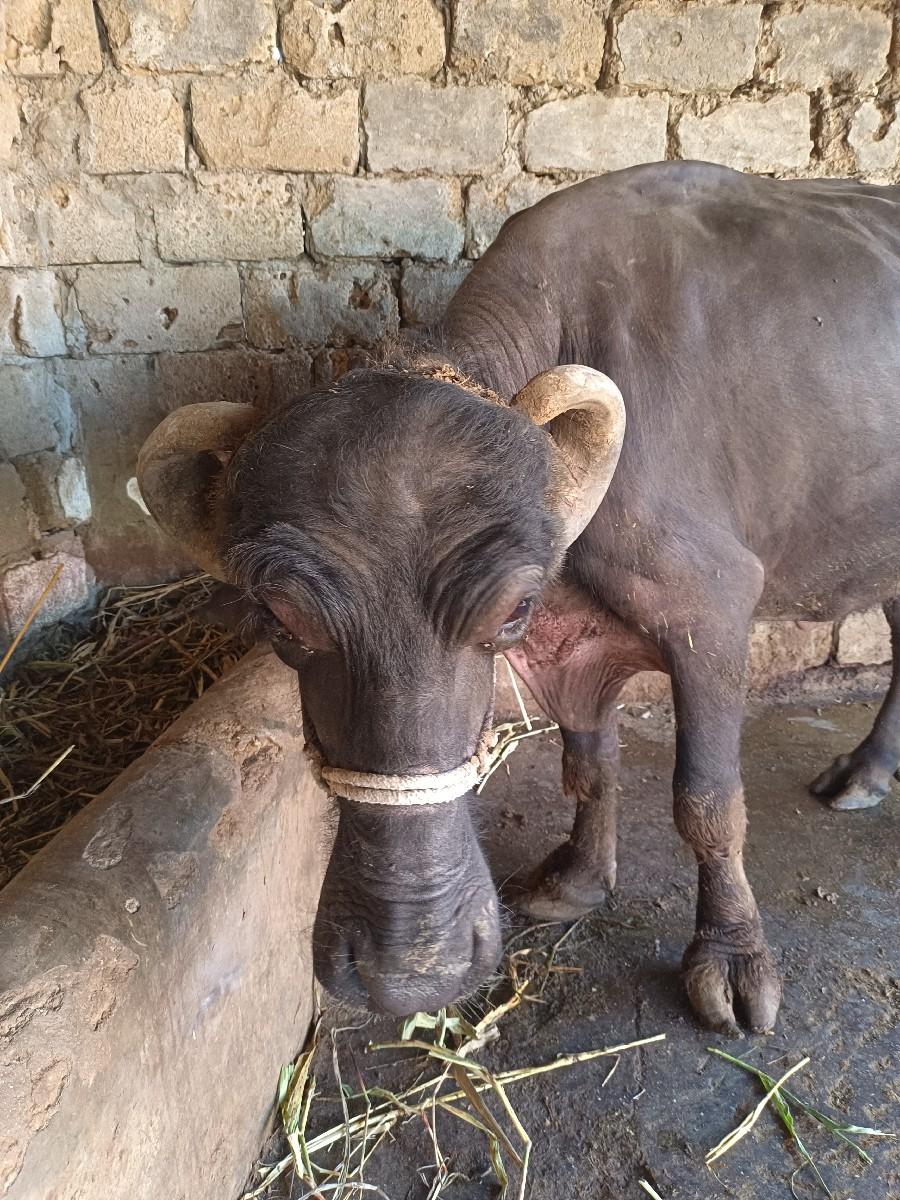 થંબનેલ 2