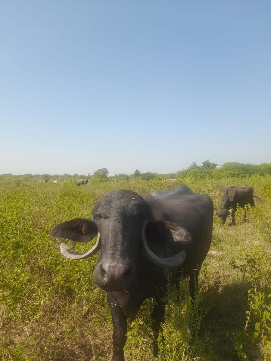 ખડાય વેસવાની સે