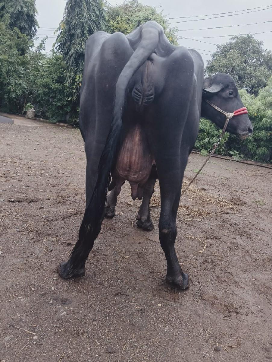 થંબનેલ 2