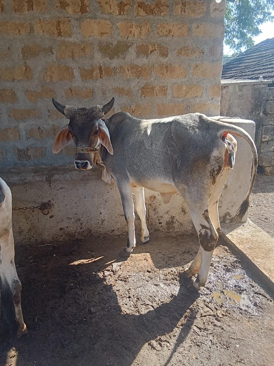 થંબનેલ 2