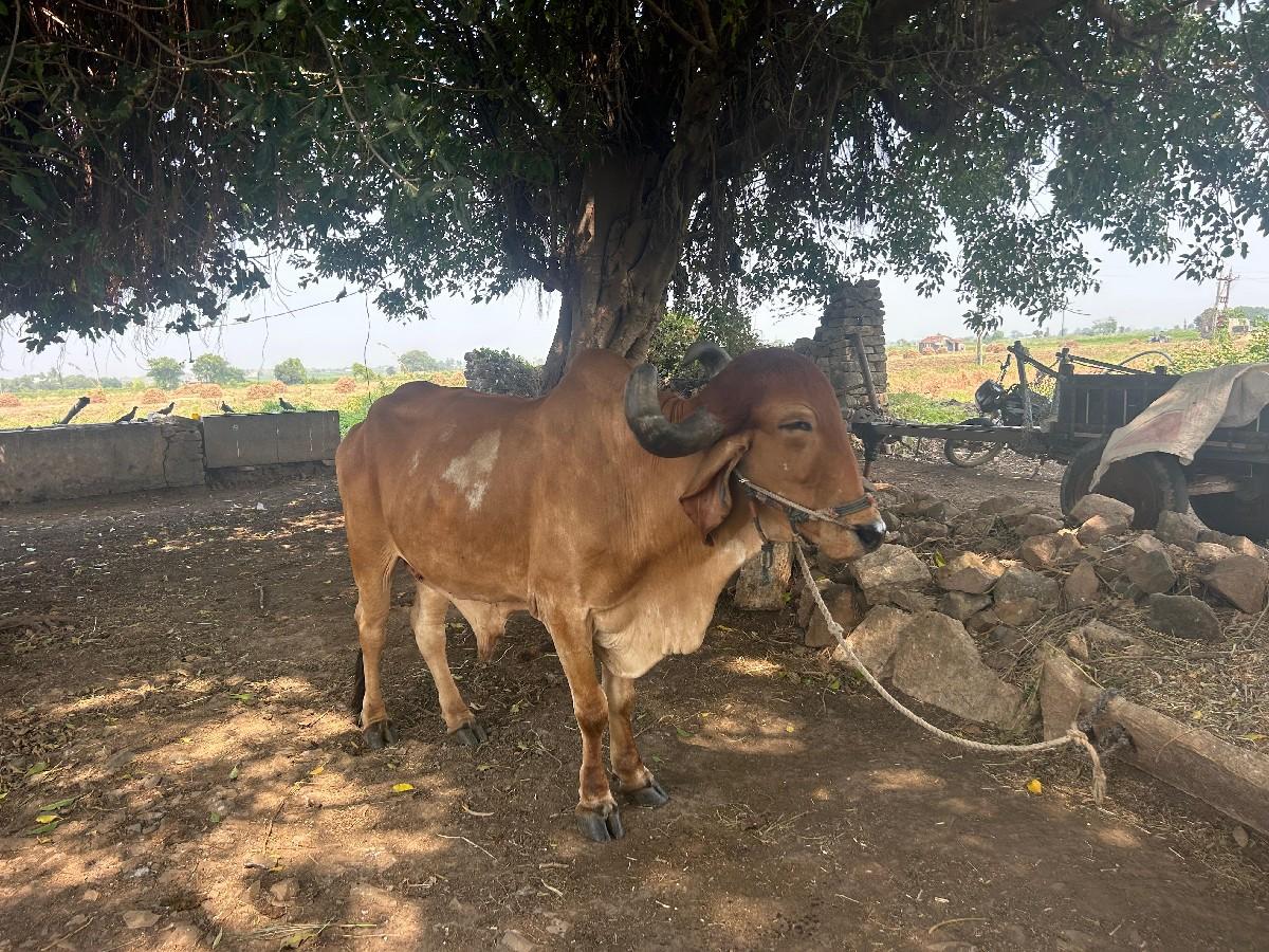 થંબનેલ 3