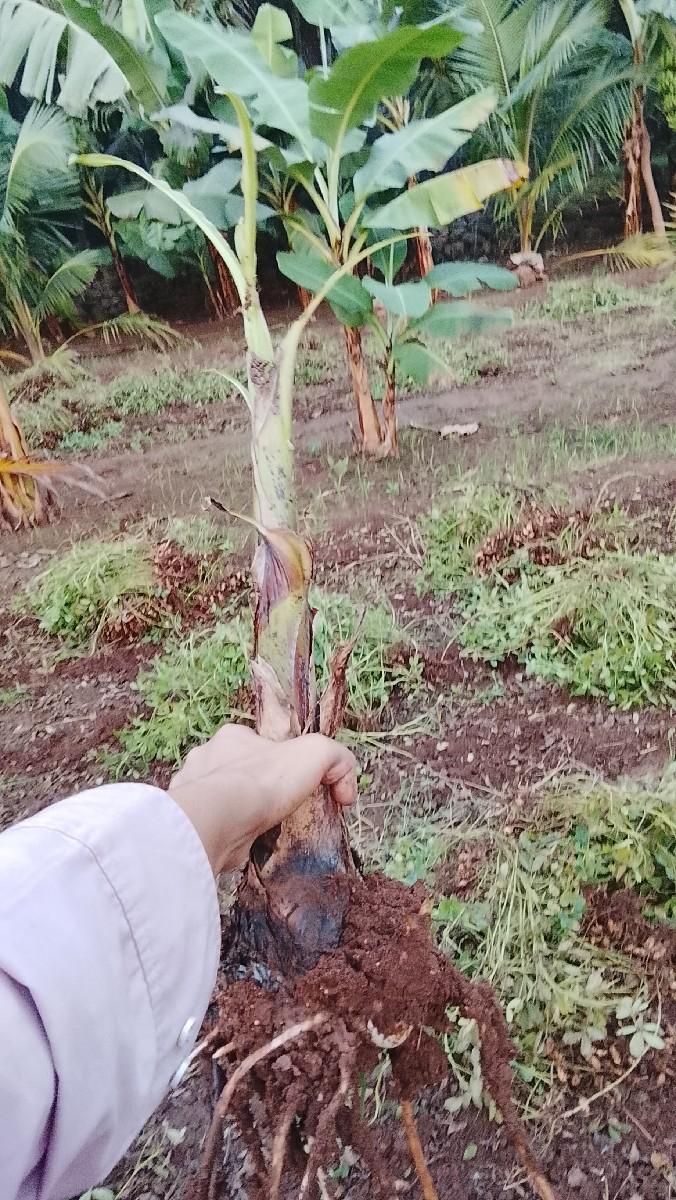 “કેલા ના ઝાડનું વેચાણ”.