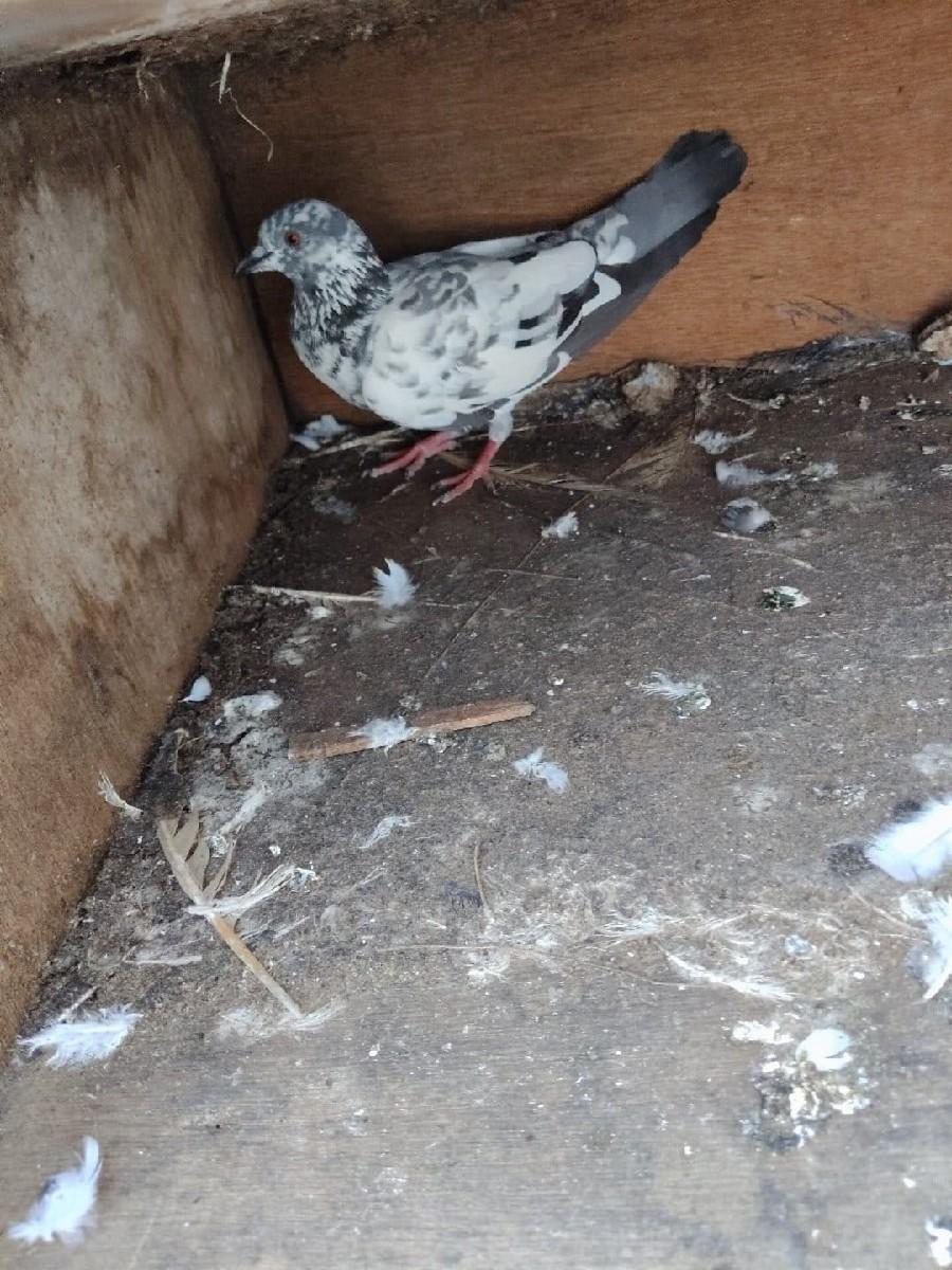 કબૂતર દેવના છે