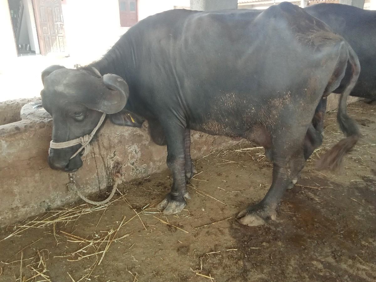 ભેસ વેસવાની છે