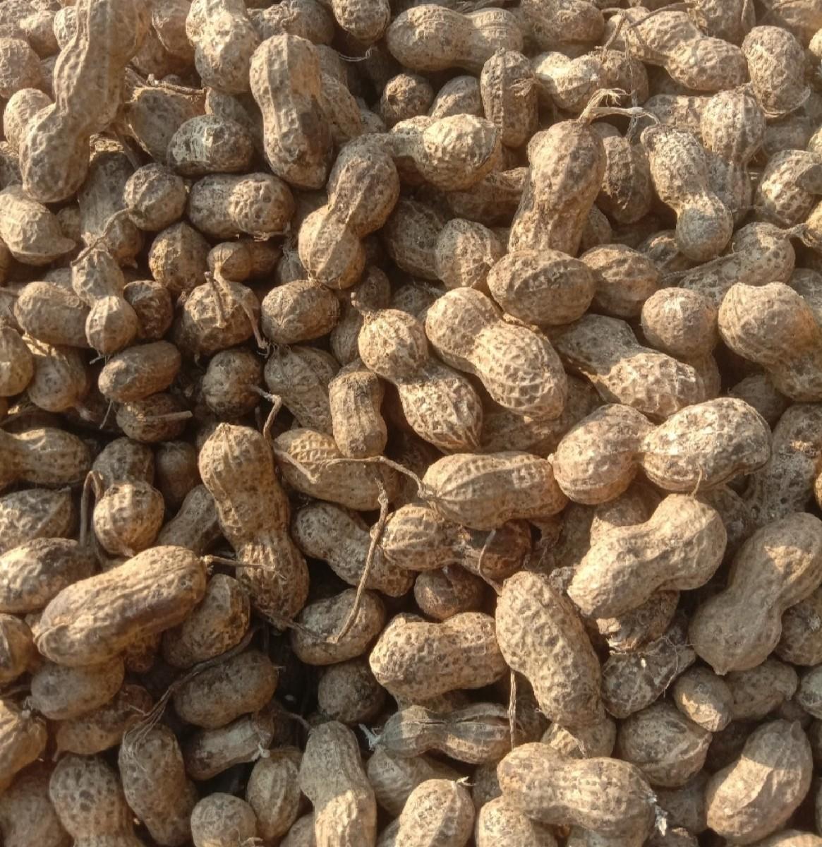 ૪૧ માંડવી