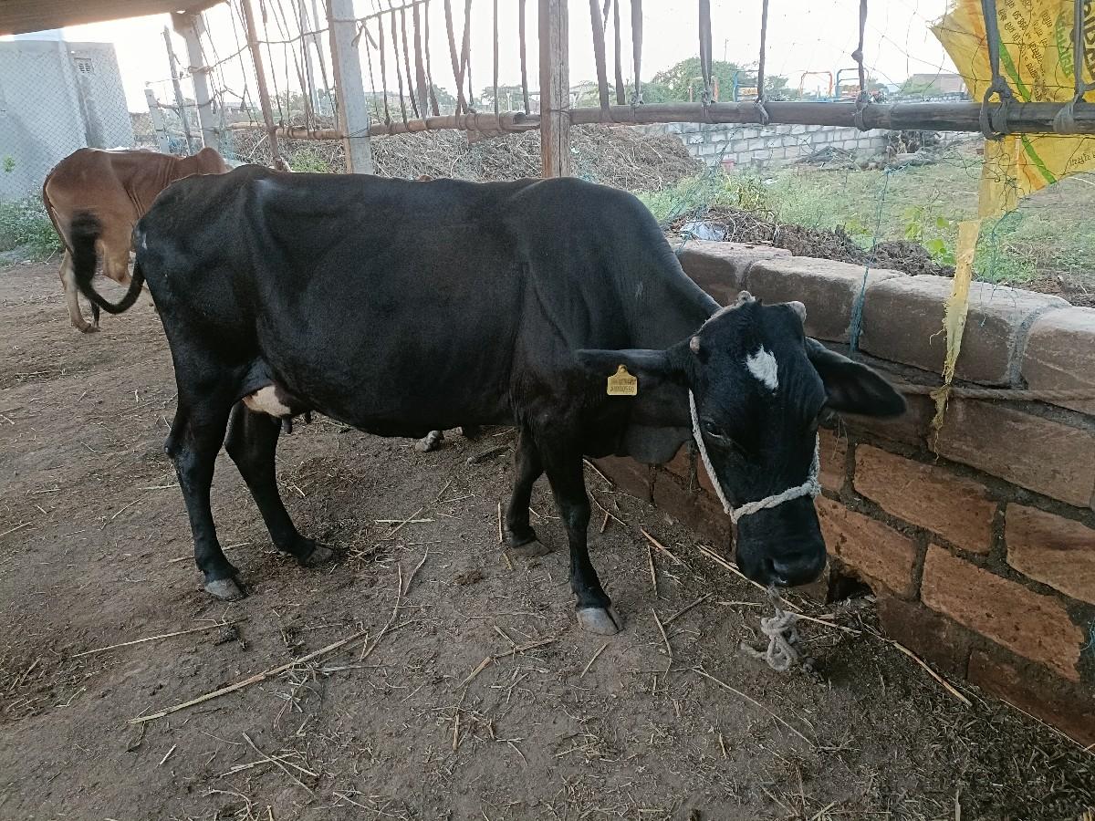 જર્સી ગાય કાળી વેચવાની છે