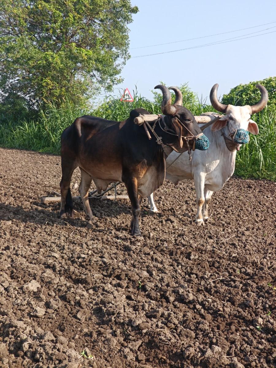 આ બળદ વેચવાના છે બધી જવાબદારી 
હાલ