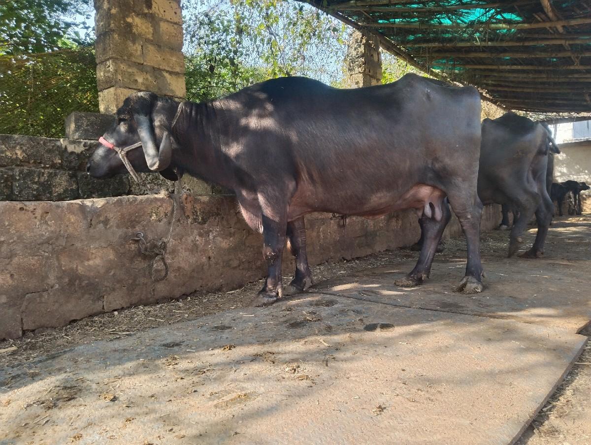 થંબનેલ 2