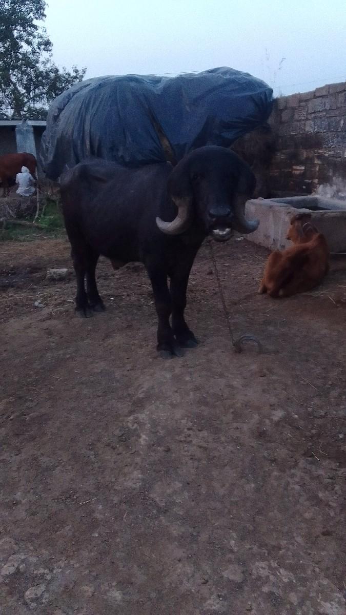 થંબનેલ 3