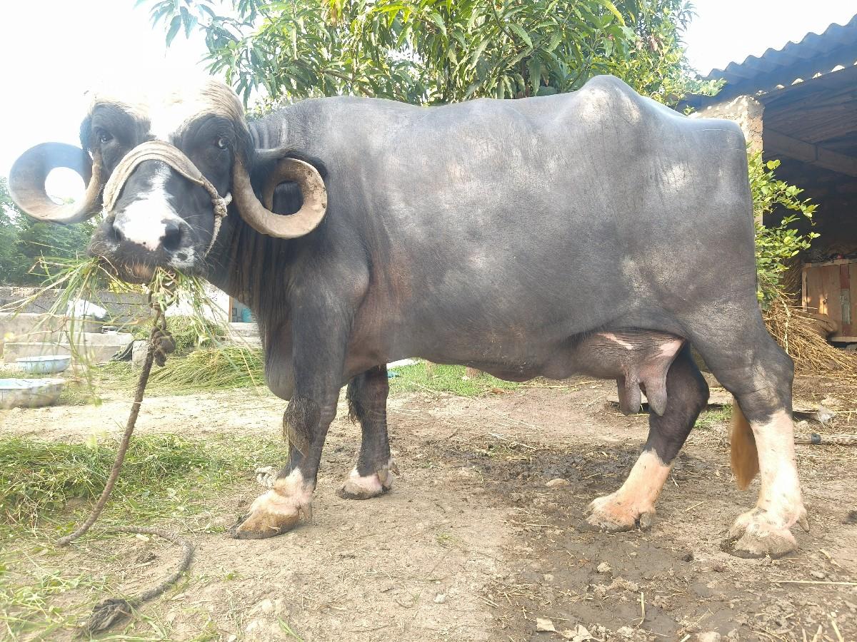 થંબનેલ 3