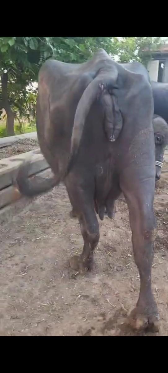 થંબનેલ 2