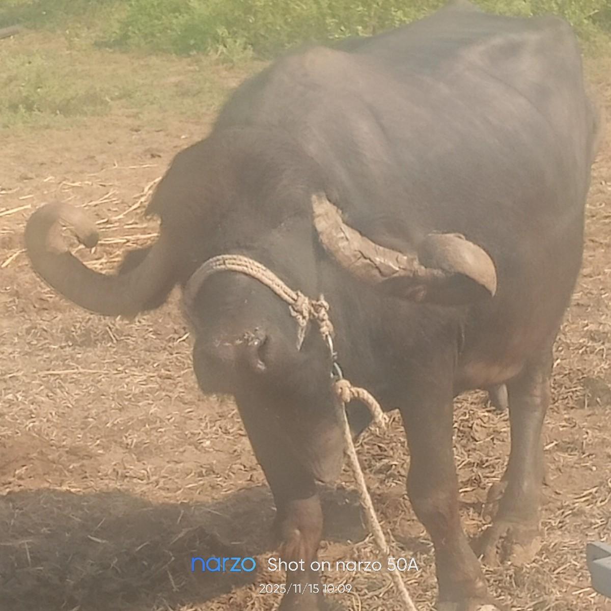 વેચવાની છે