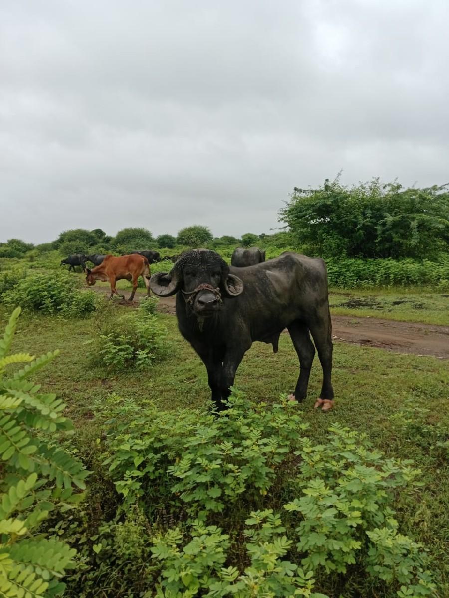 થંબનેલ 3