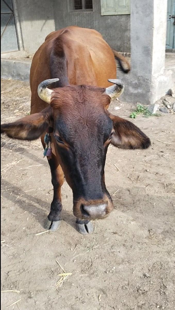 થંબનેલ 3