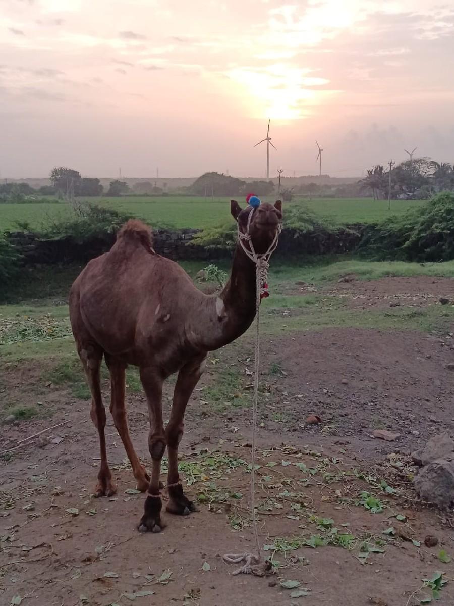 થંબનેલ 2