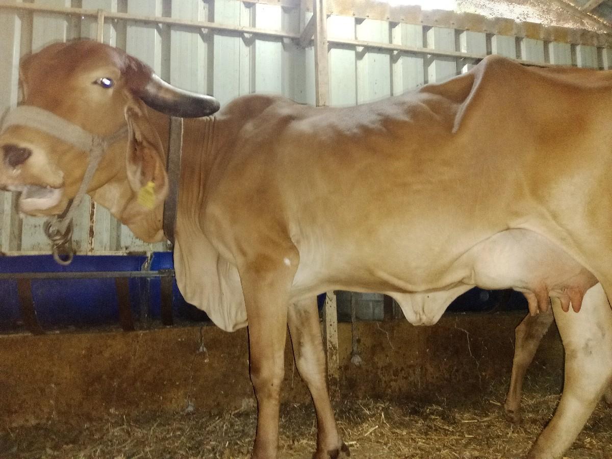 થંબનેલ 2