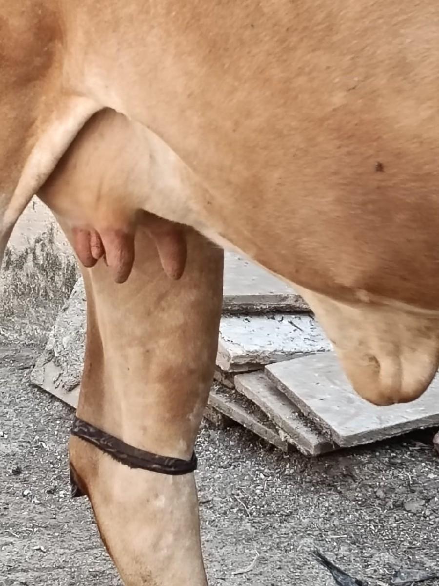 ગાય વેચવાની છે