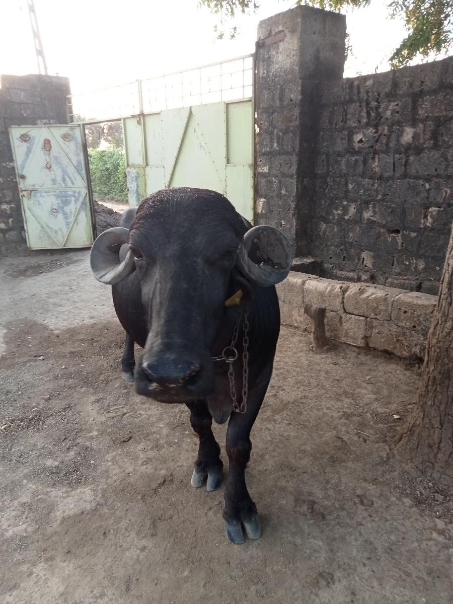 થંબનેલ 2