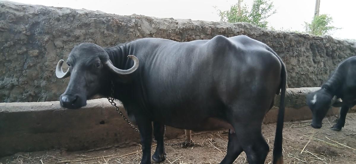 થંબનેલ 2