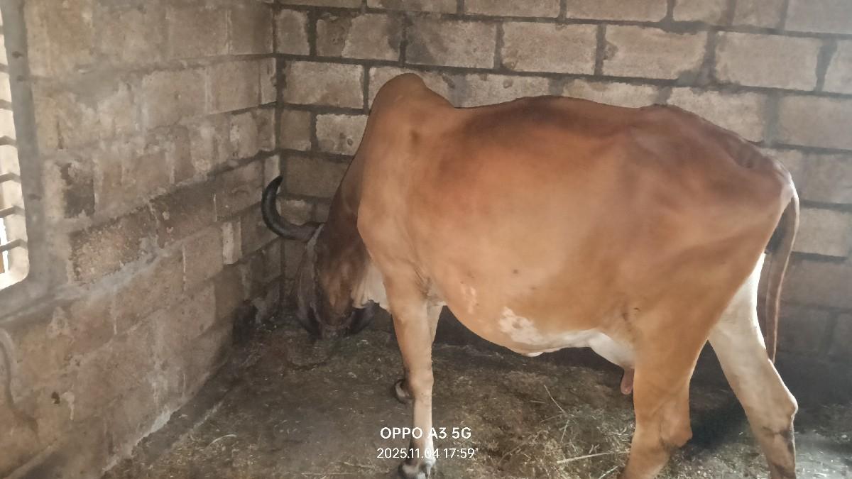 થંબનેલ 2