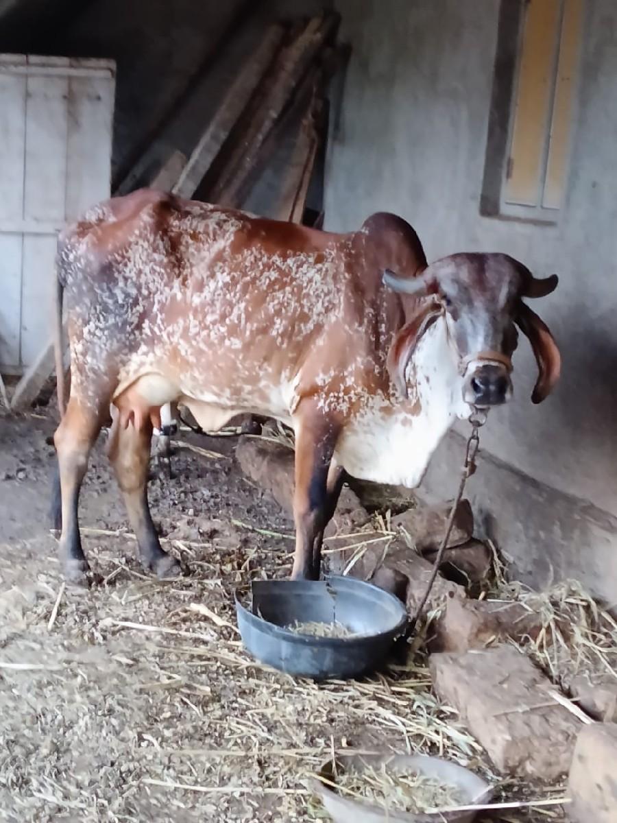 થંબનેલ 2