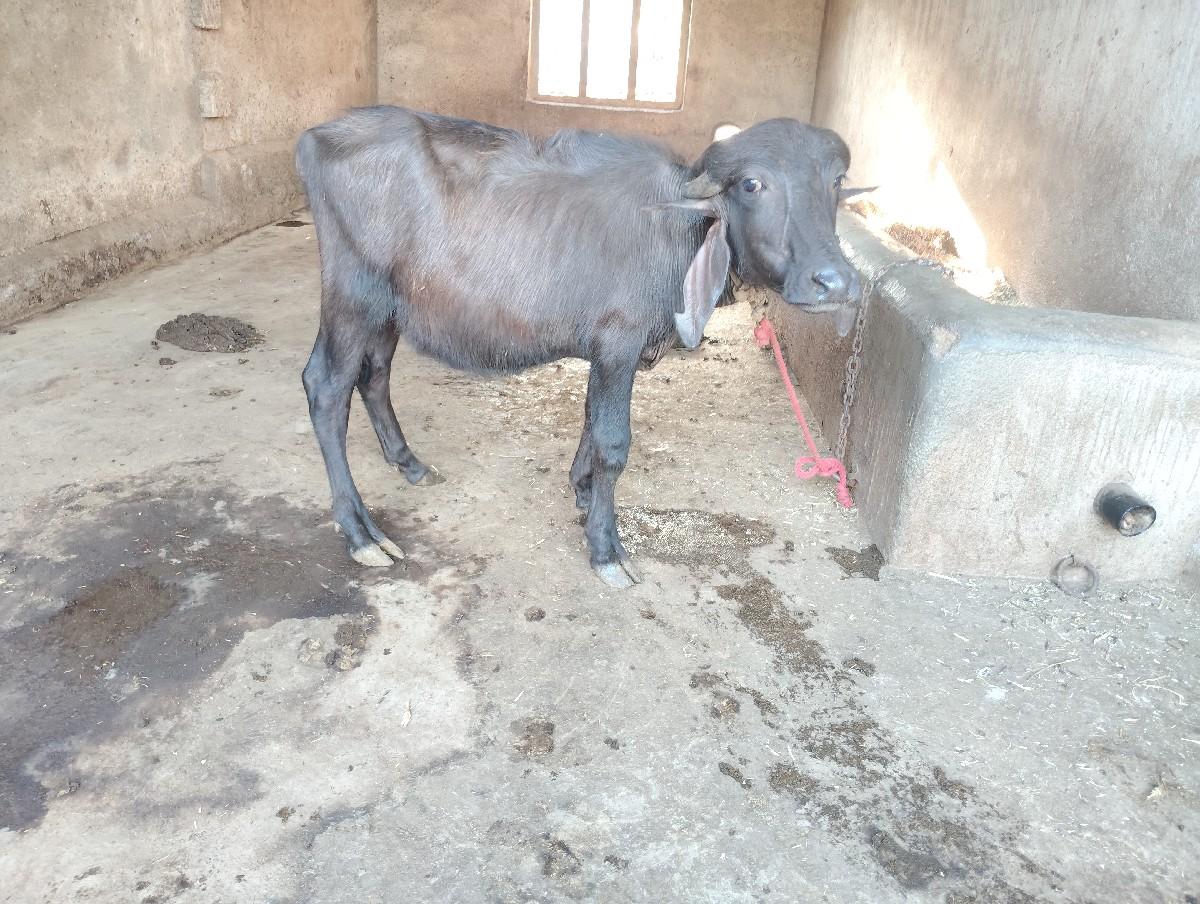 થંબનેલ 2