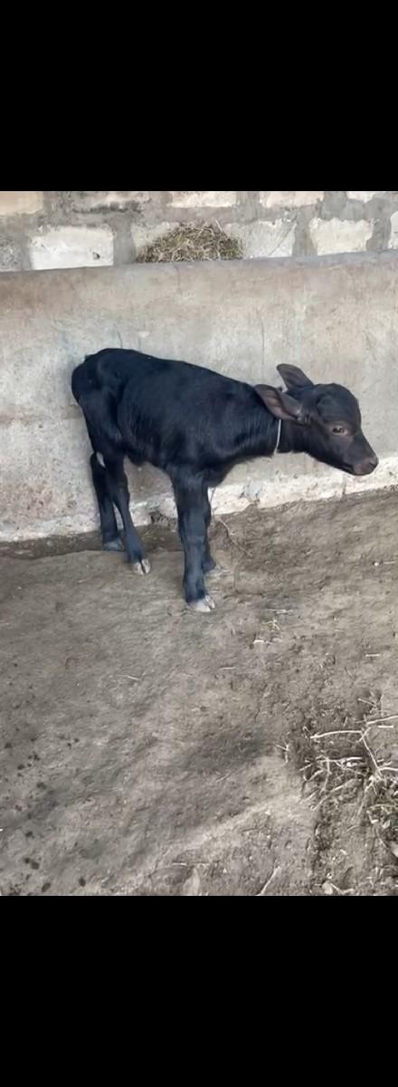 થંબનેલ 2