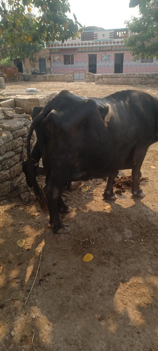 ભેંસ  વેચવાની છે